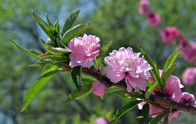 菠菜发布网论坛(菠菜论坛 策略)